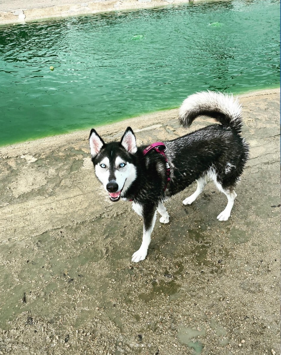 Danny Jackson Family Bark Park