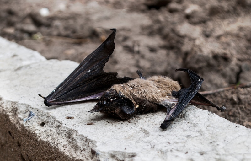 Dead bat on the stone wall