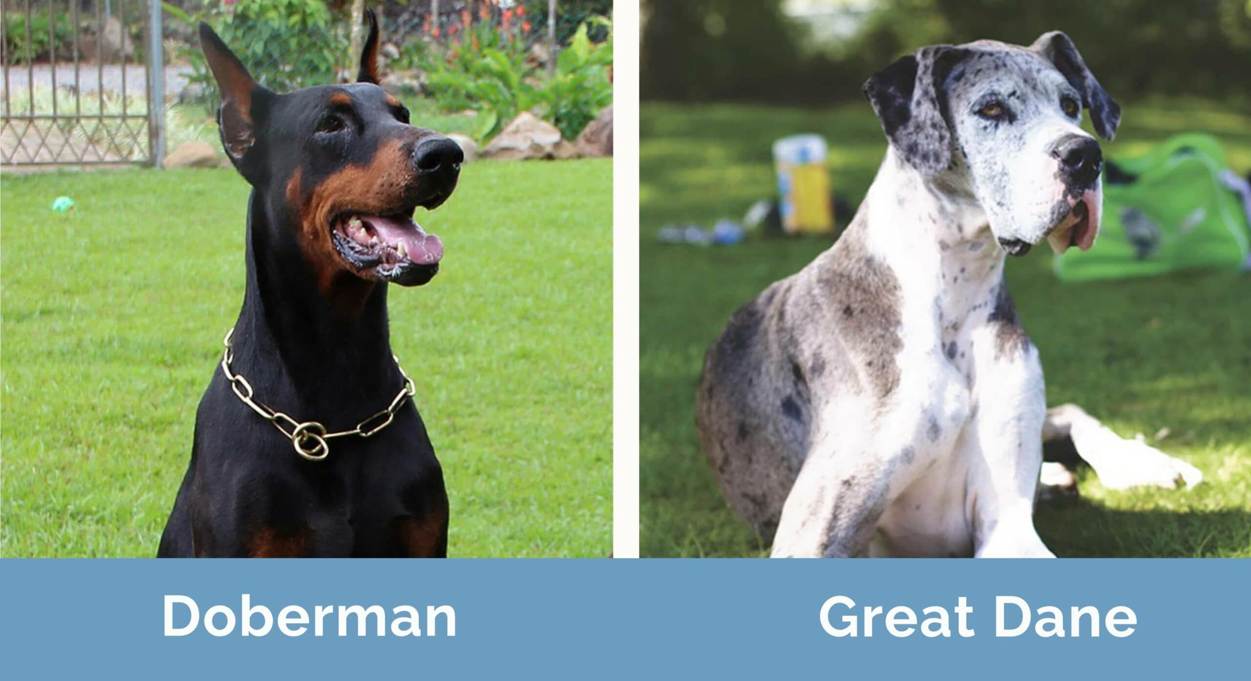 Doberman vs Great Dane side by side