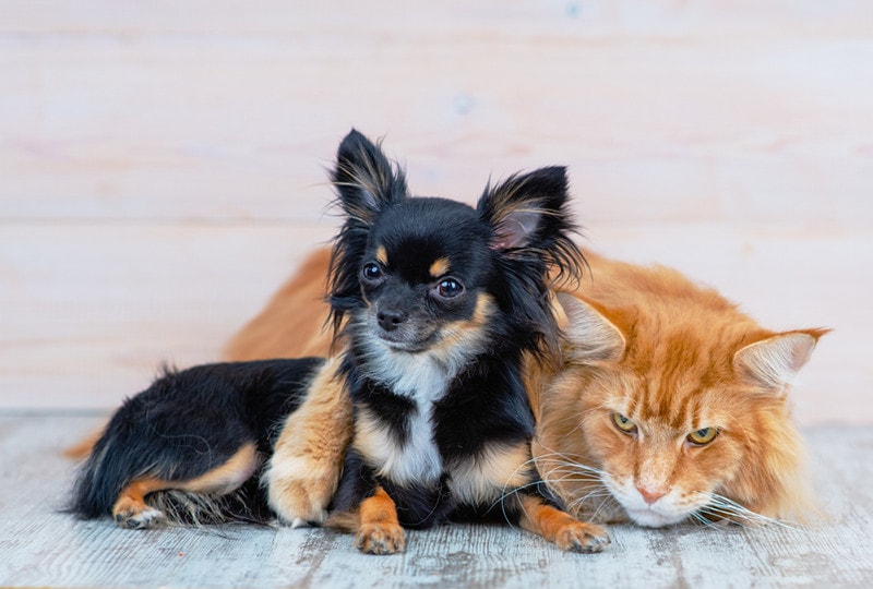 Doggy breed mini-haired mini chihuahua is hugging with a red Maine coon cat