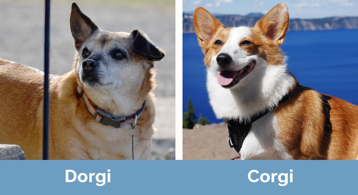 Dorgi vs Corgi - Visual Differences