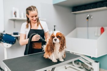Do Cavalier King Charles Spaniels Shed? Vet-Reviewed Facts Hepper Pet