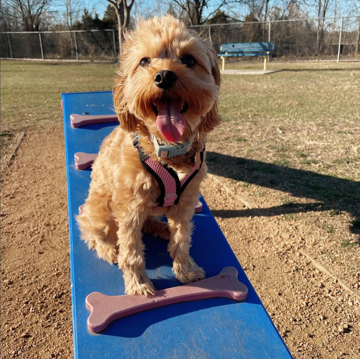 Fort Woof Dog Park