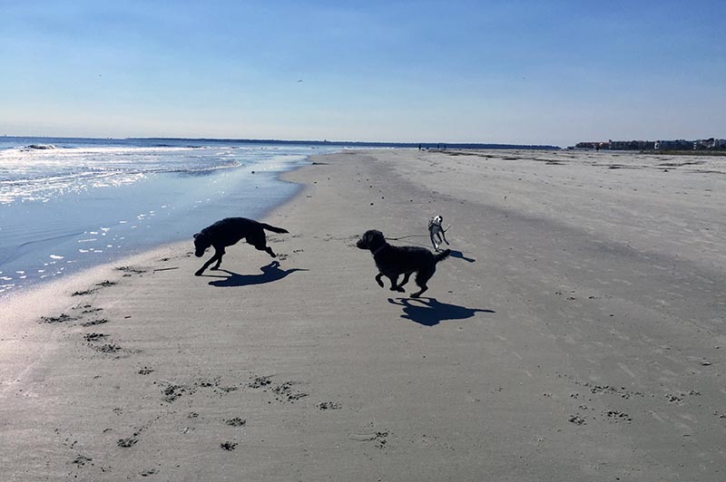 Free dogs running off leash on the beach on St. Simons Island in coastal Georgia USA