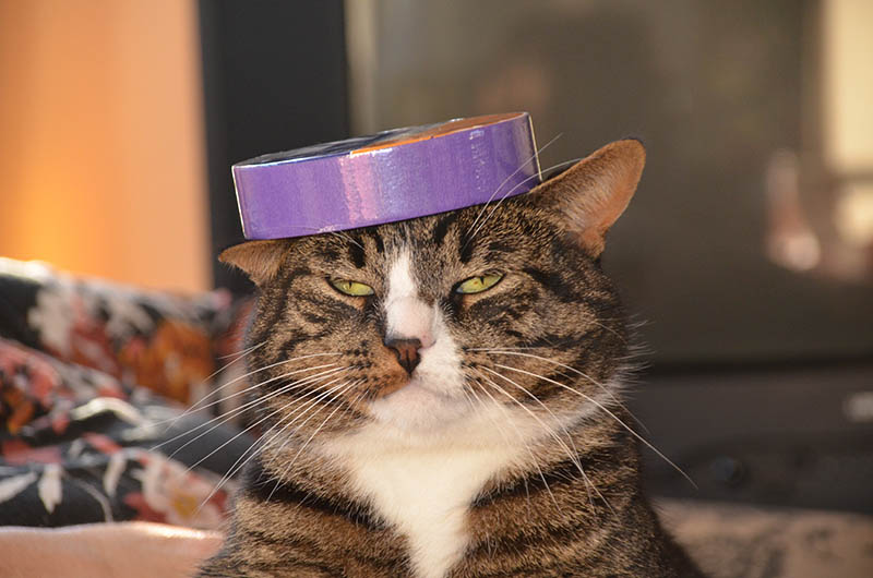 Funny Cat portrait, with a tape on his head