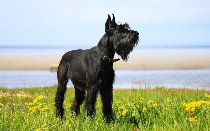 Giant Schnauzer standing on grass