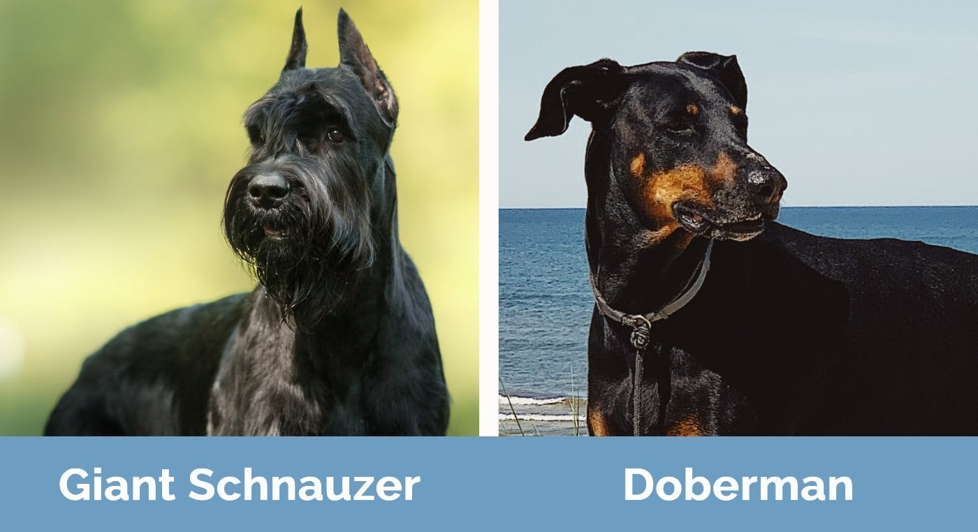 Giant Schnauzer vs Doberman - Visual Differences