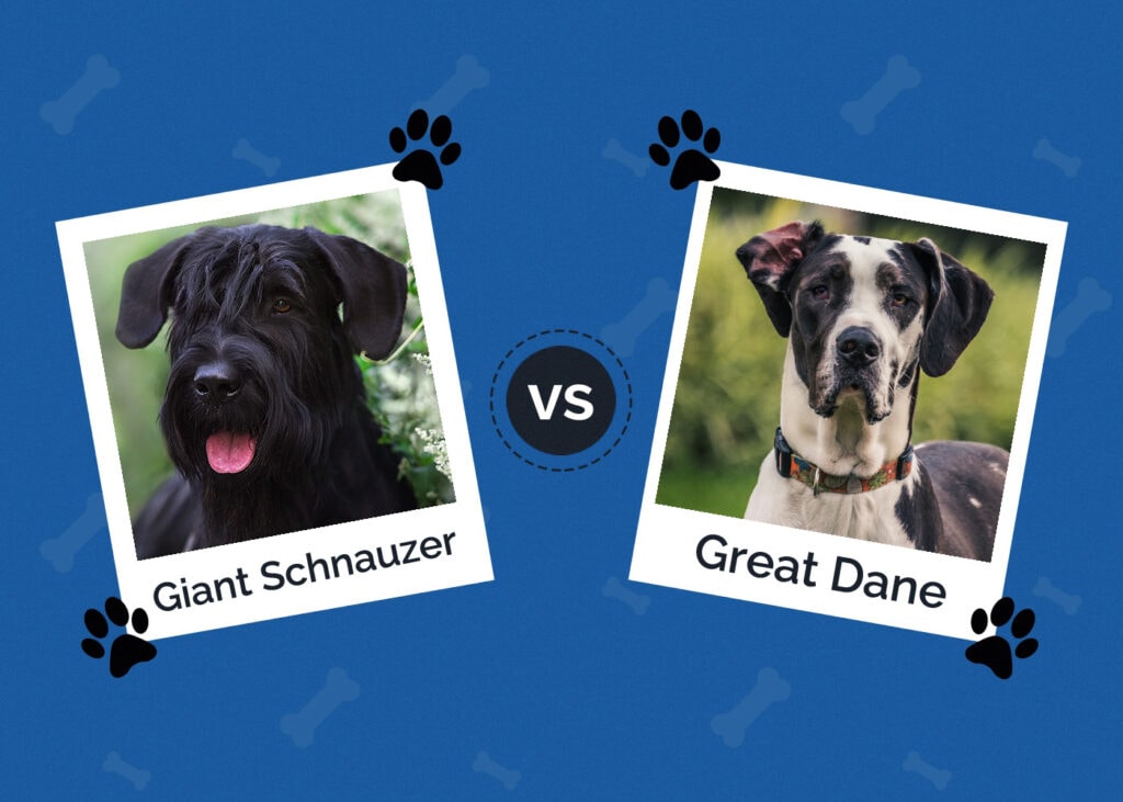 Giant Schnauzer vs Great Dane