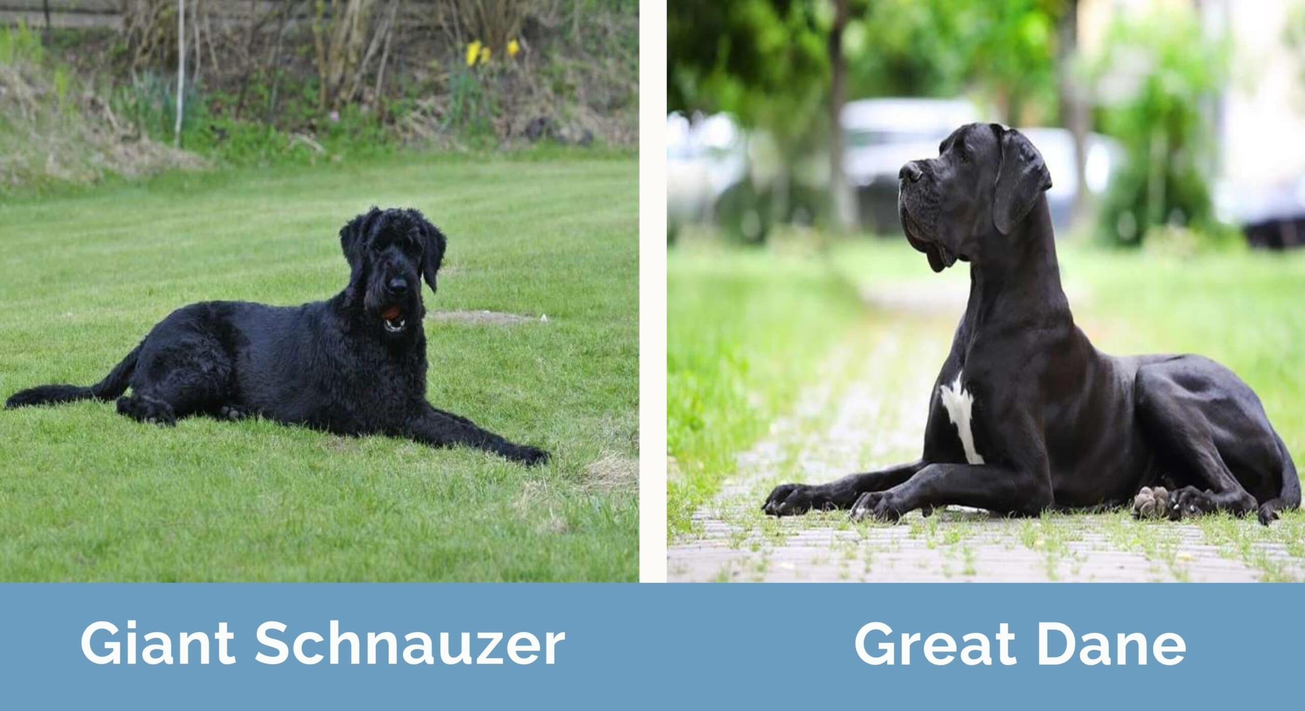 Giant Schnauzer vs Great Dane side by side