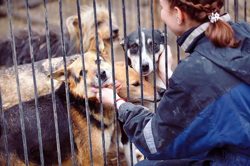 woman volunteer in the nursery for dogs