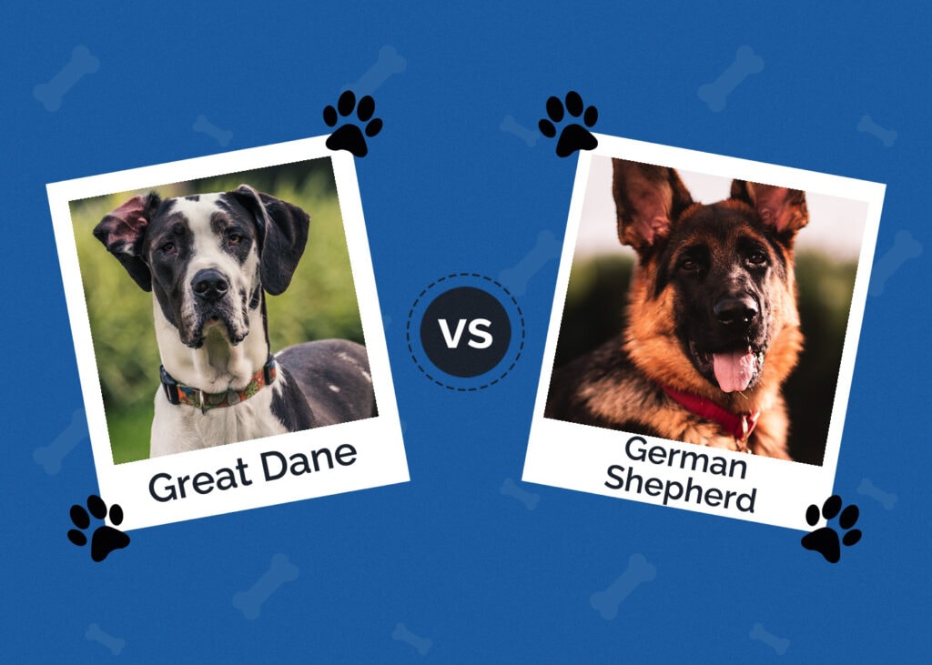 Great Dane vs German Shepherd