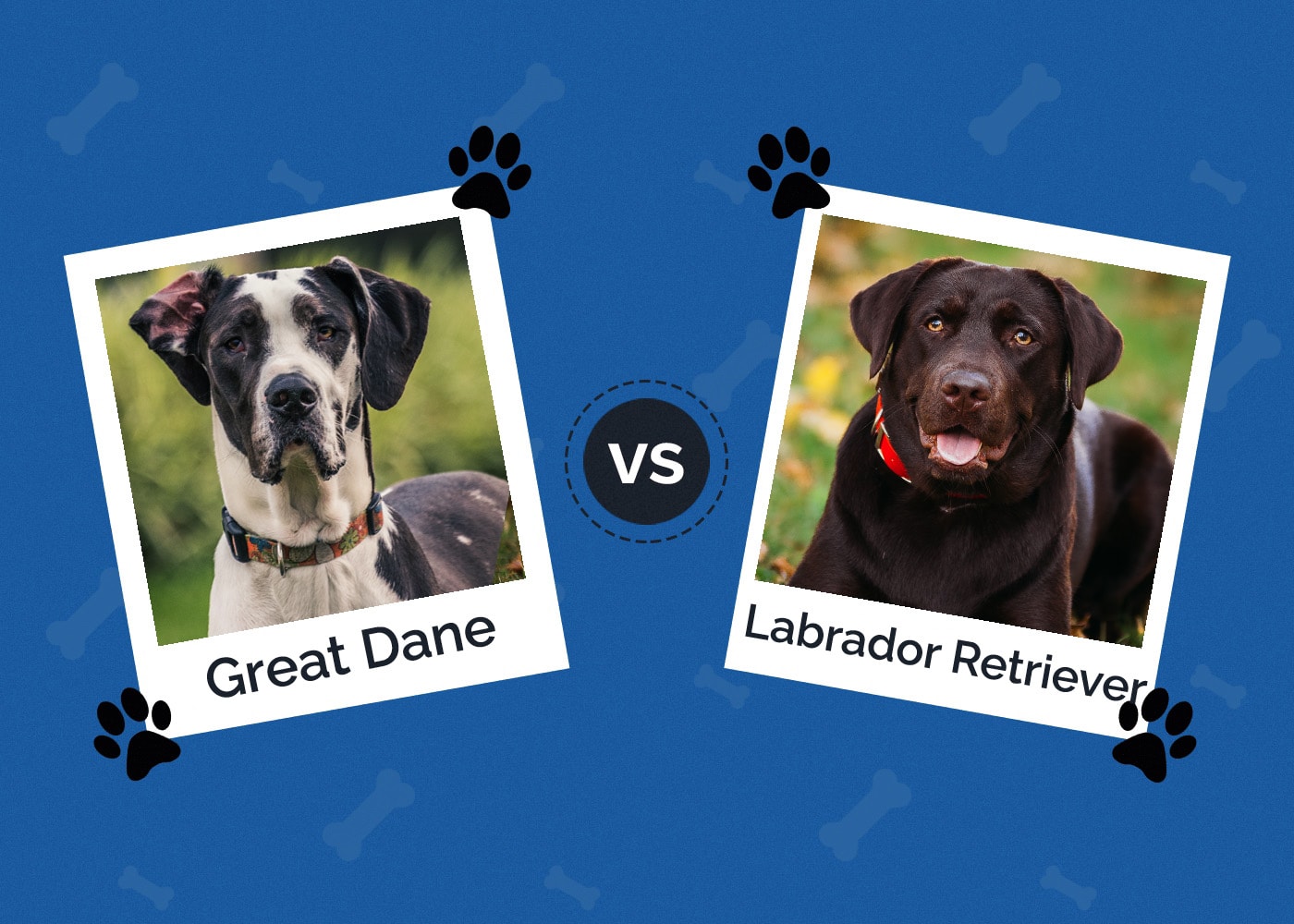 Great Dane vs Labrador