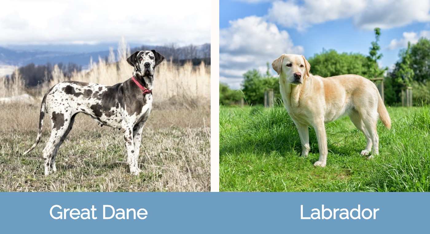 Great Dane vs Labrador
