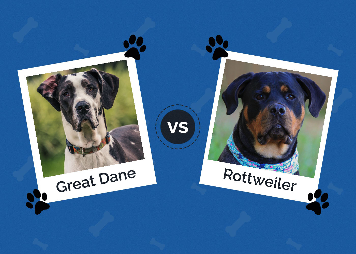 Great Dane vs Rottweiler