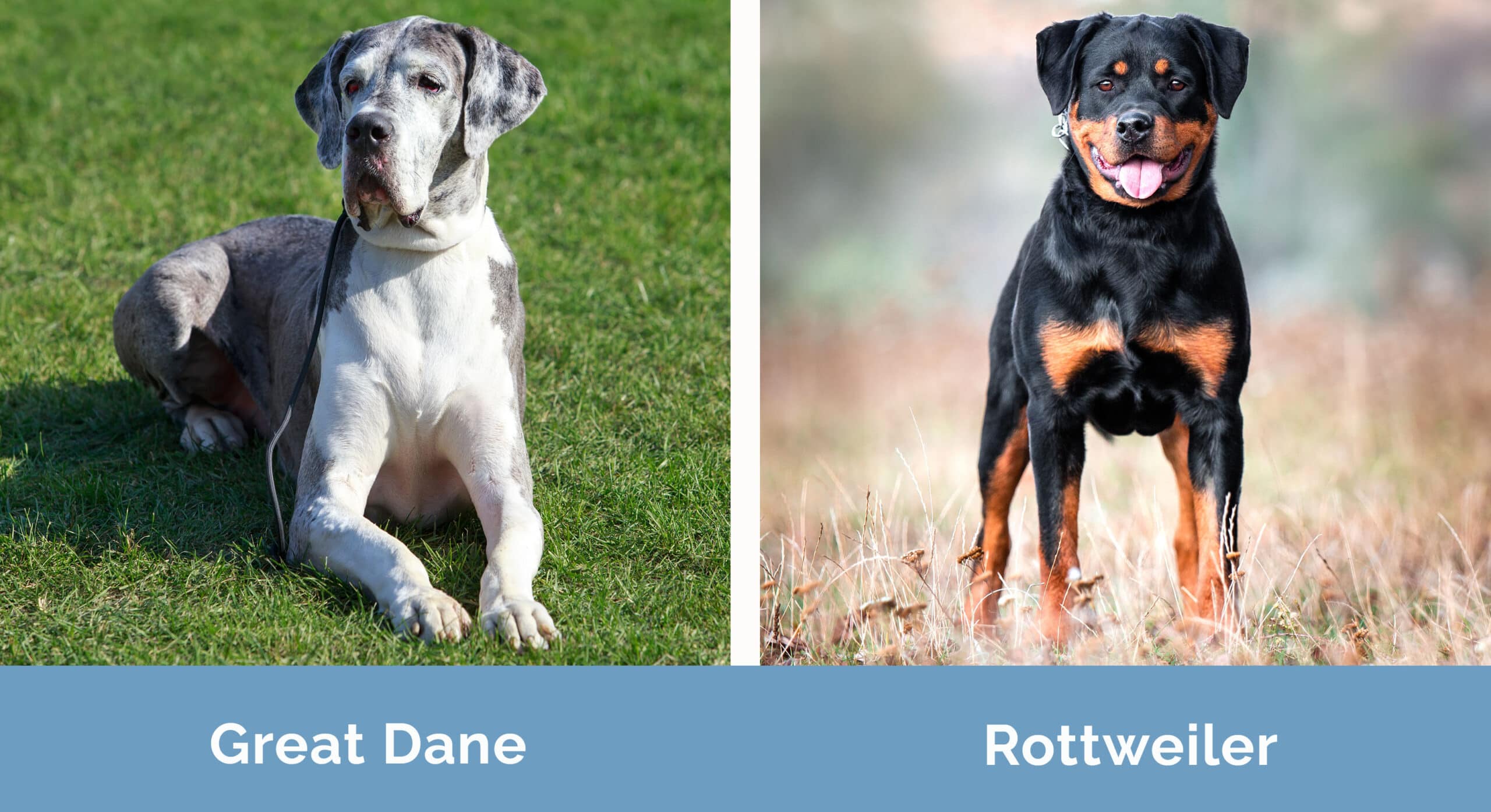 Great Dane vs Rottweiler side by side