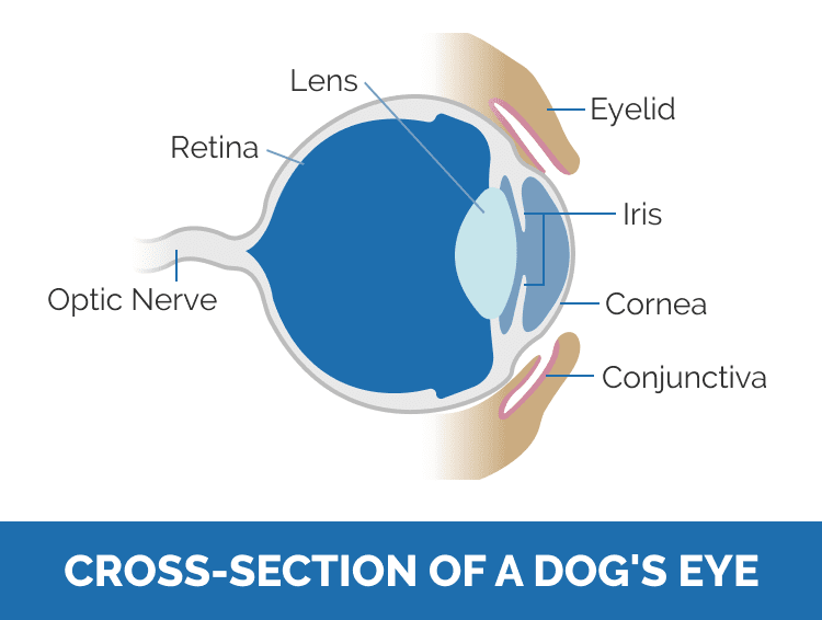 Cross-section of a dog's eye