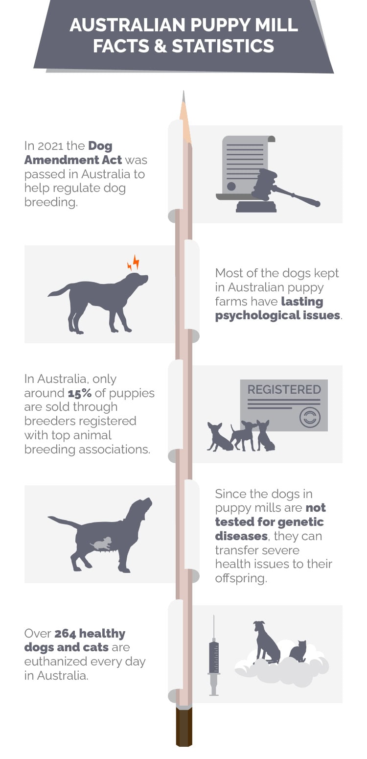 Australian Puppy Mill Statistics