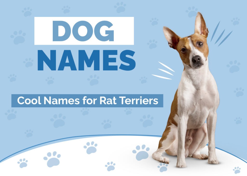 Hepper_Dog Names Post_Rat Terriers_Jun 27 2024