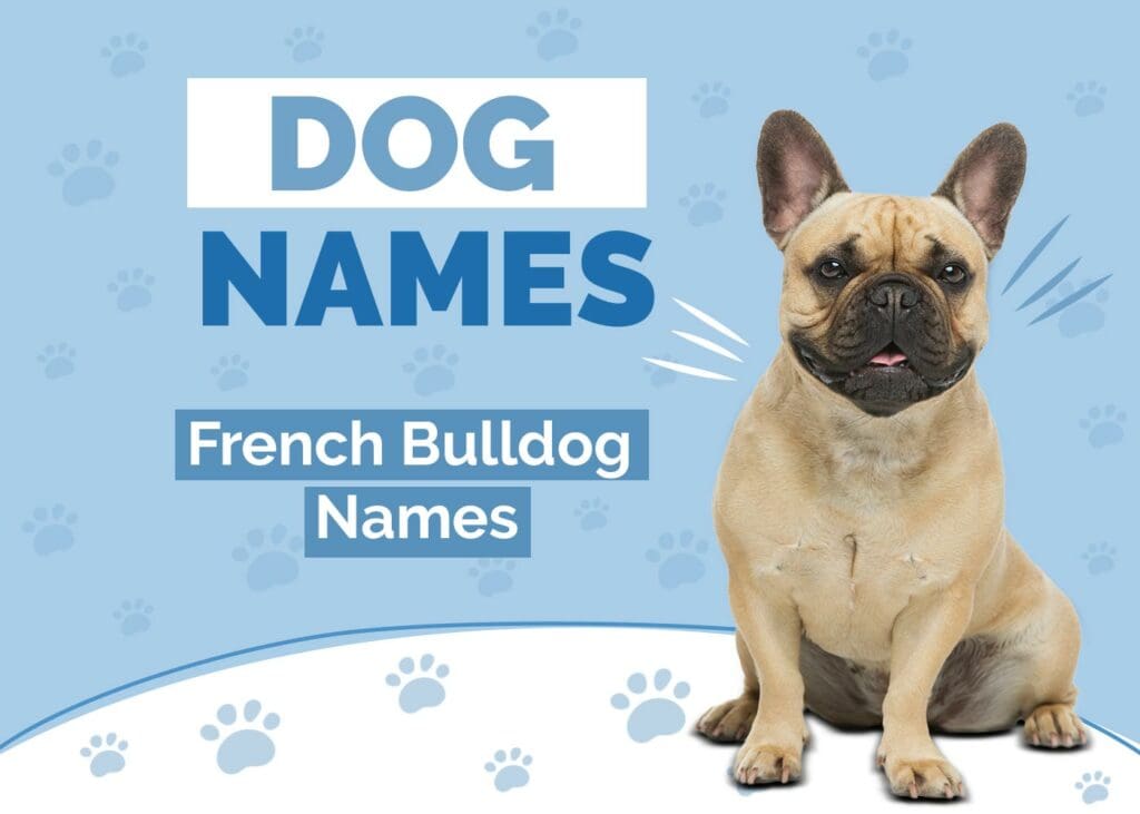 French Bulldog Names