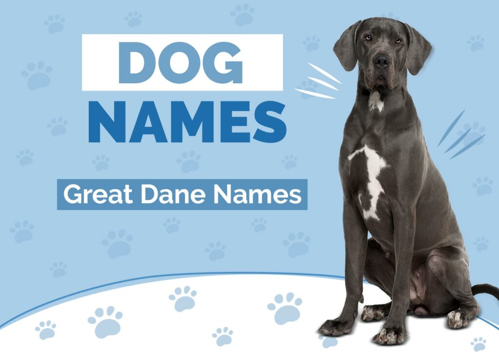 Great Dane Names