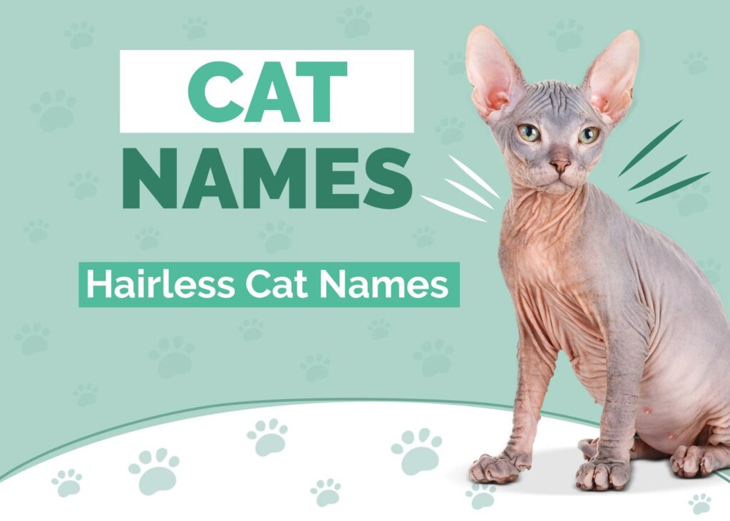 Hairless Cat Names