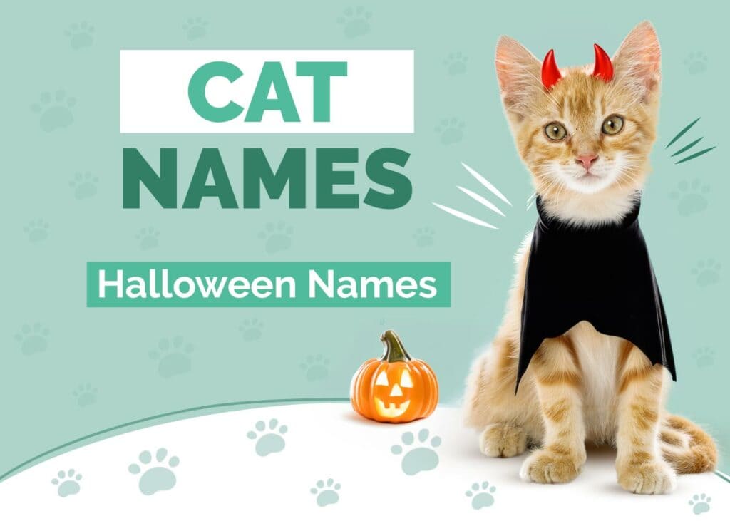Halloween Cat Names