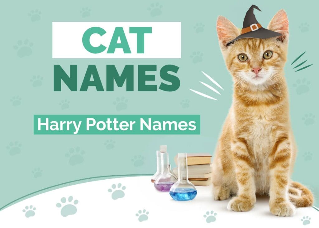 Harry Potter Cat Names