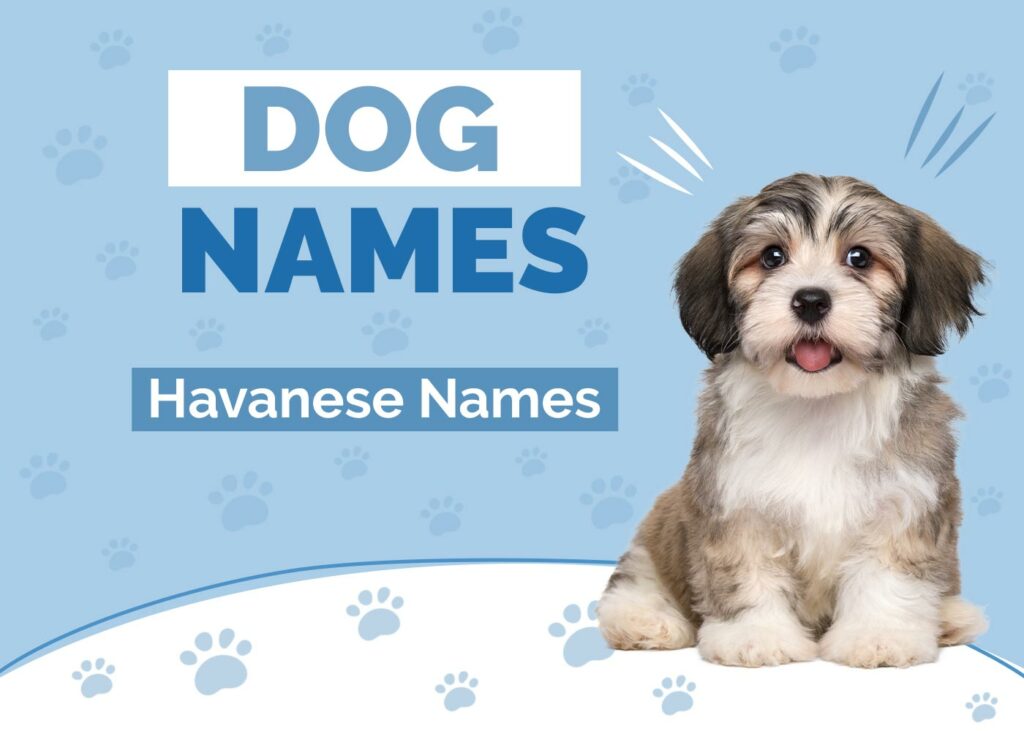 Havanese Dog Names