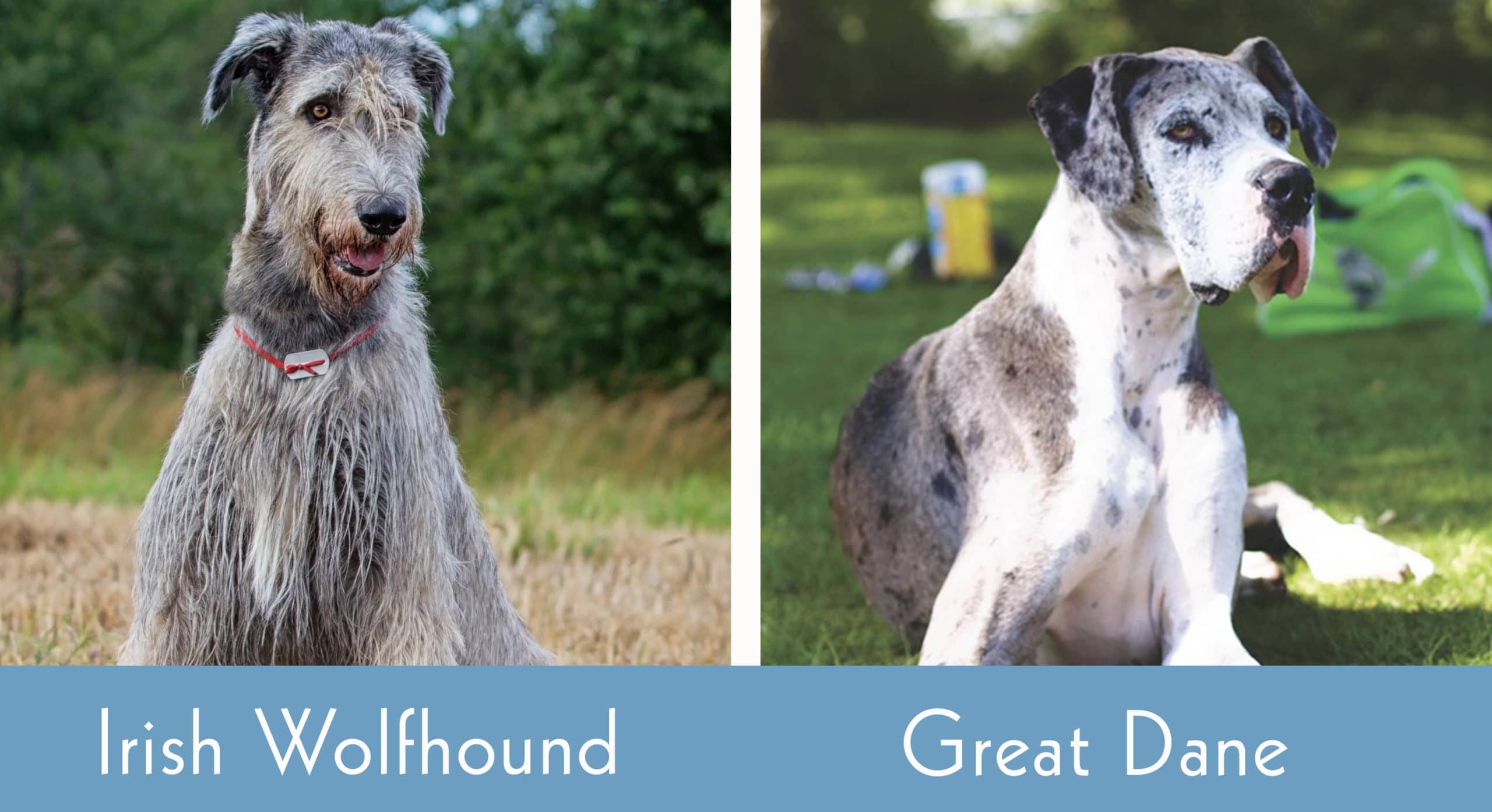 Irish Wolfhound vs Great Dane side by side