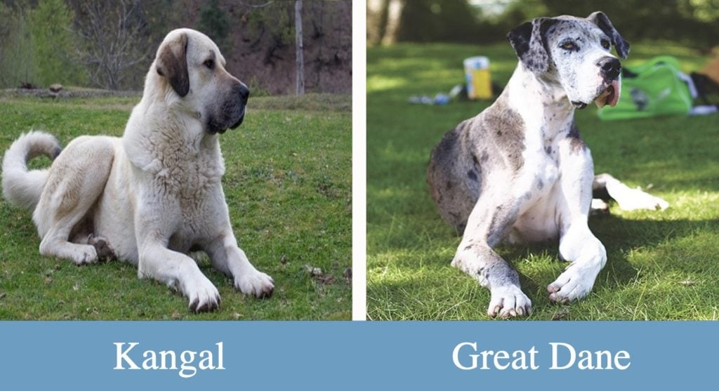Kangal VS. Great Dane