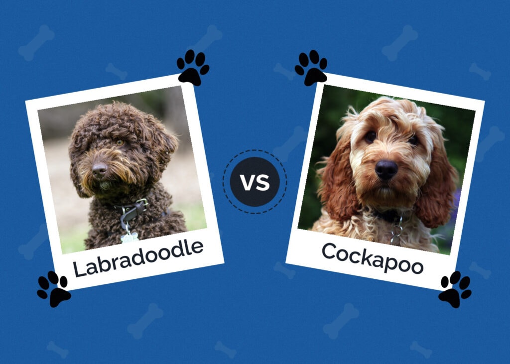 Labradoodle vs Cockapoo