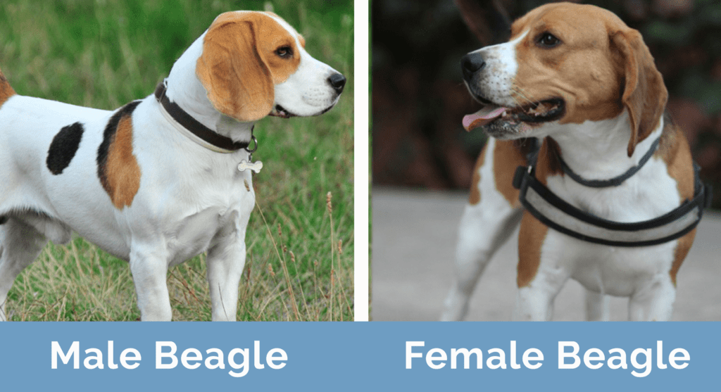 Male Vs Female Beagle