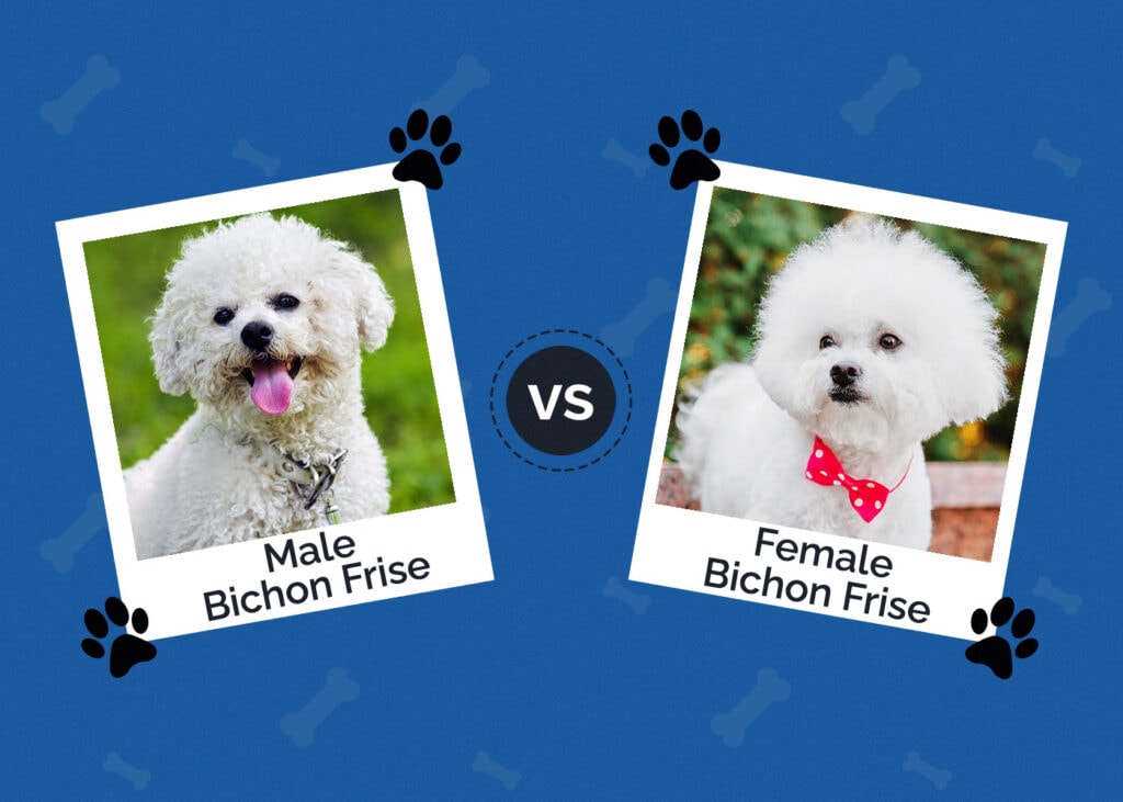 Male vs Female Bichon Frise
