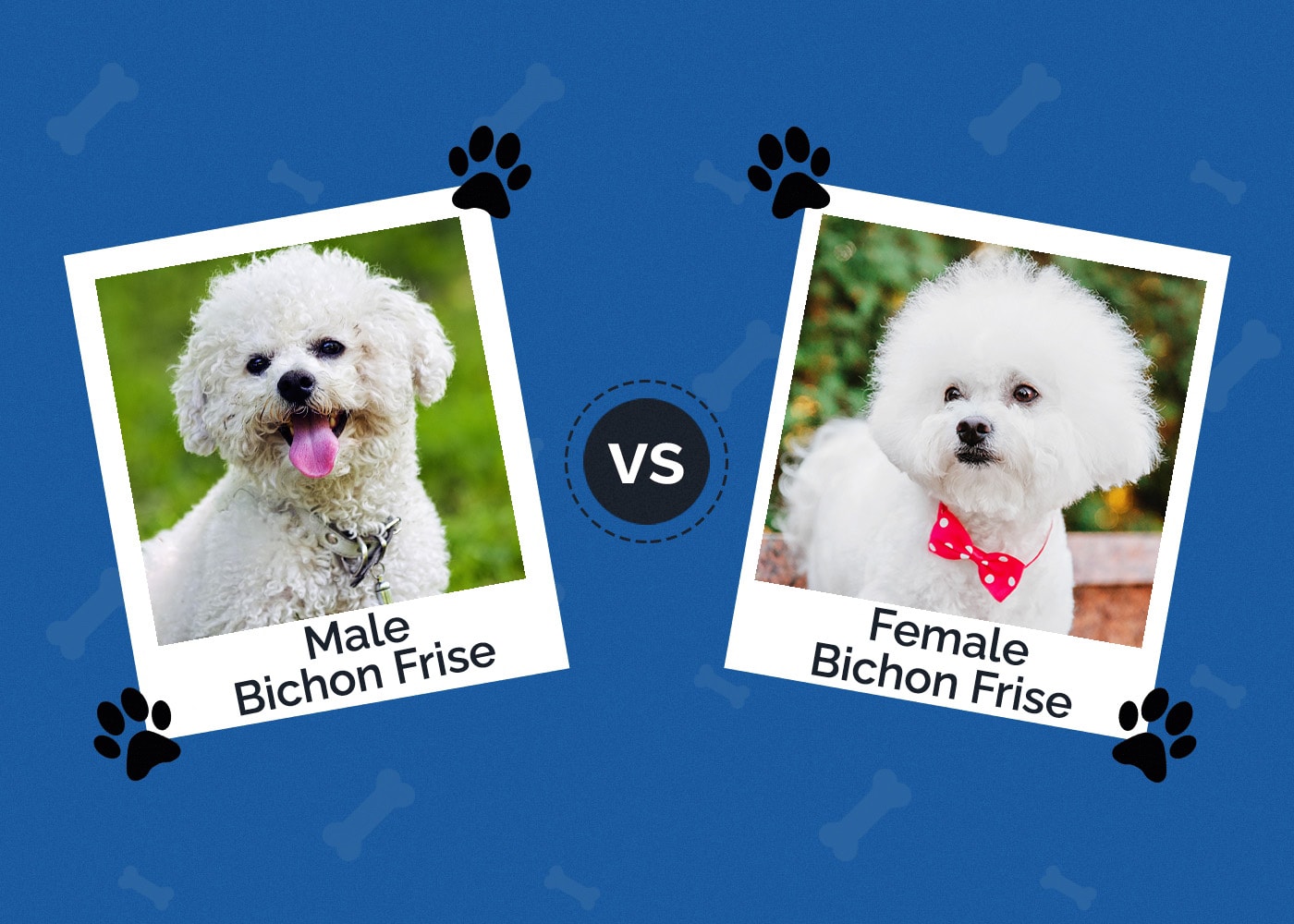 Male vs Female Bichon Frise