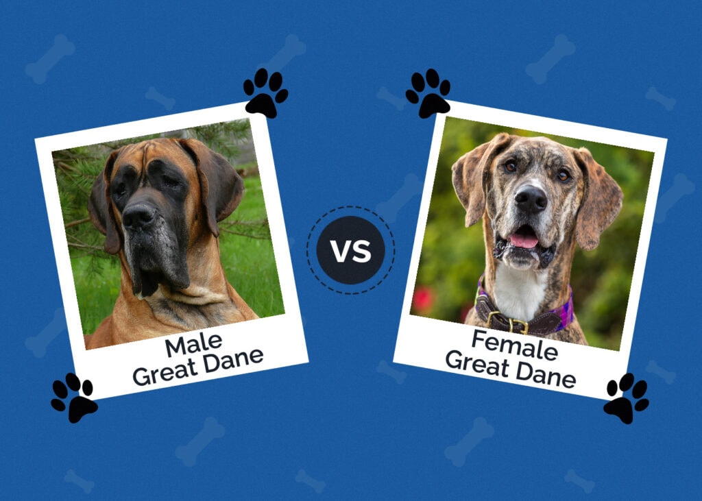 Male vs Female Great Dane