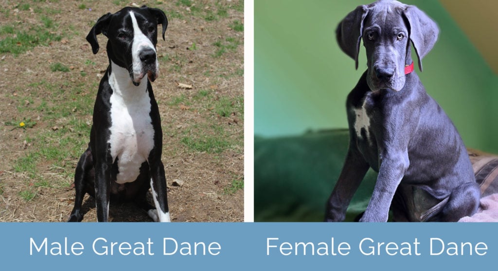 Male vs Female Great Dane side by side