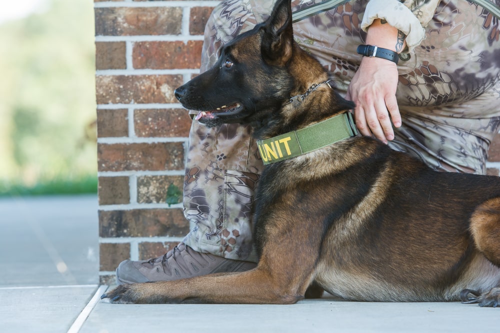 Malinois police dog lays next to a soldier or officers leg