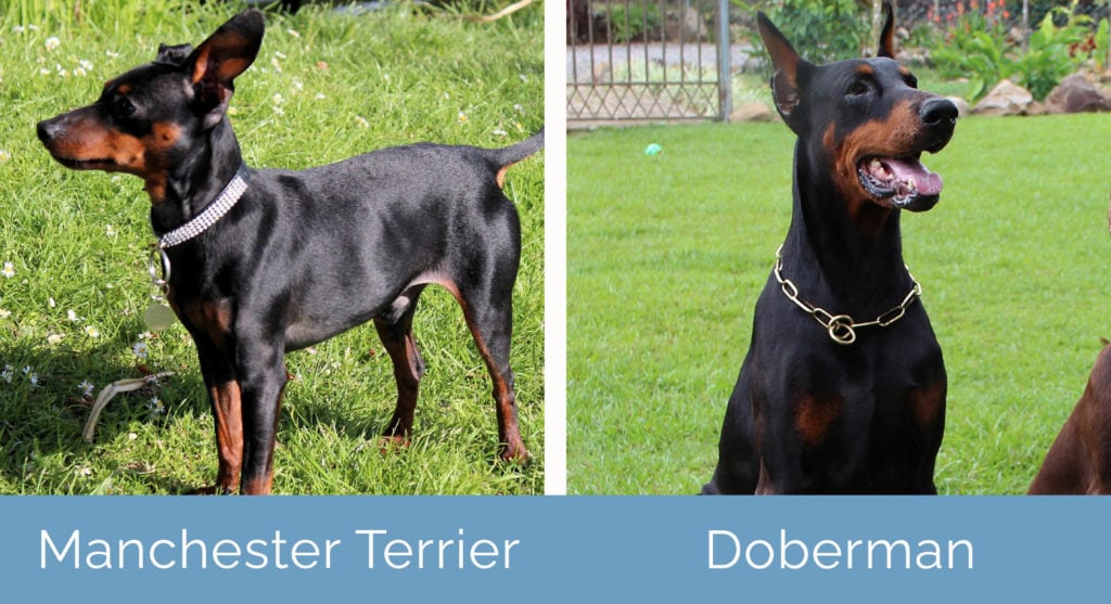Manchester Terrier vs Doberman side by side