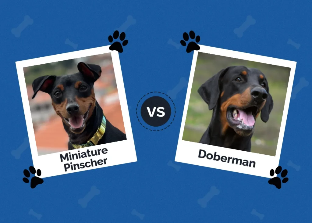 Miniature Pinscher vs Doberman - Featured Image