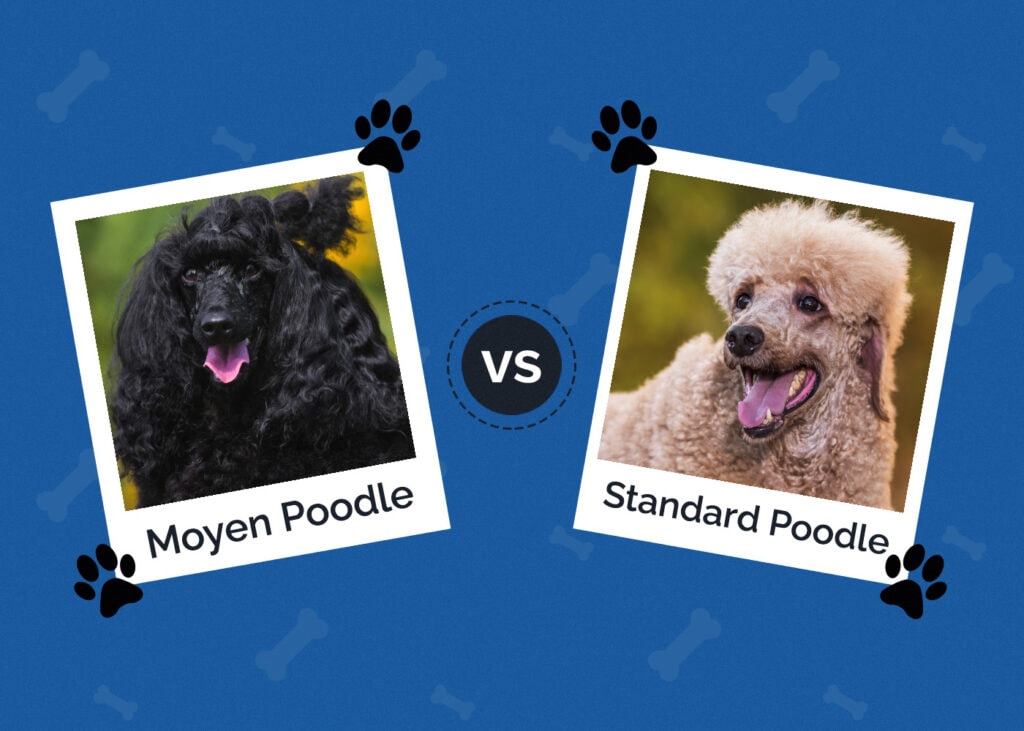Moyen Poodle vs Standard Poodle