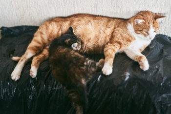 6 Vet-Approved Reasons Why Your Cat Had Only One Kitten: Feline Labor