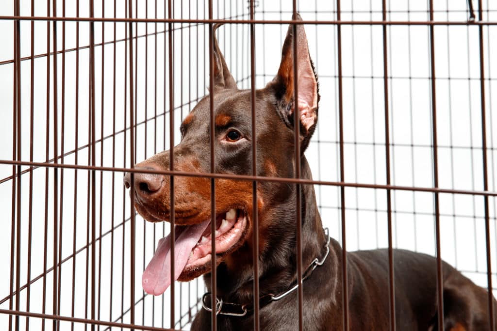 Doberman in Dog Crate