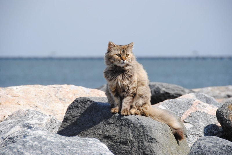 Persian Cat At The Rock Beach