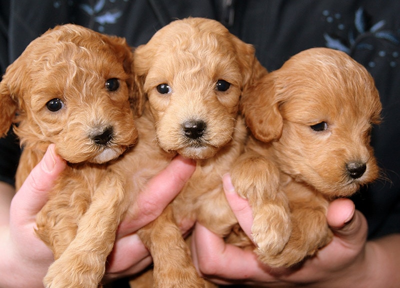 Puppy Mill