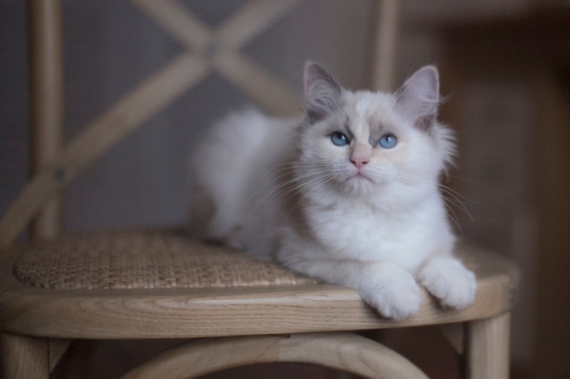 Ragdoll Munchkin sitting on a chair