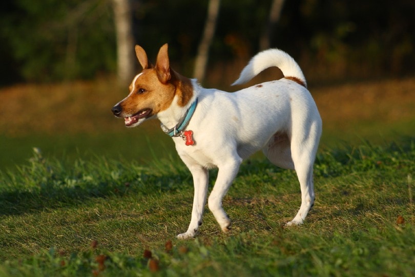 Rat Terrier dog