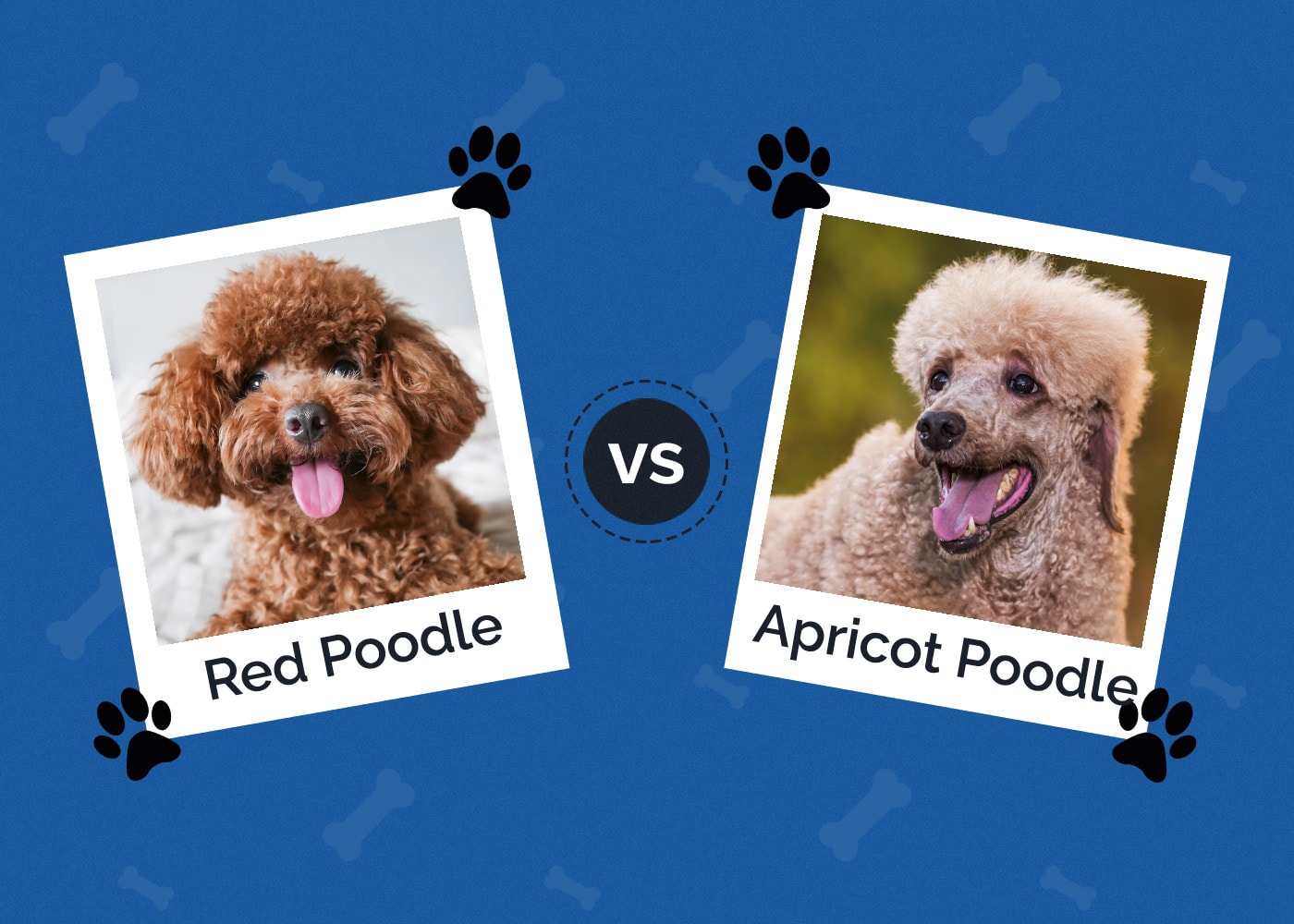 Red Poodle vs Apricot Poodle