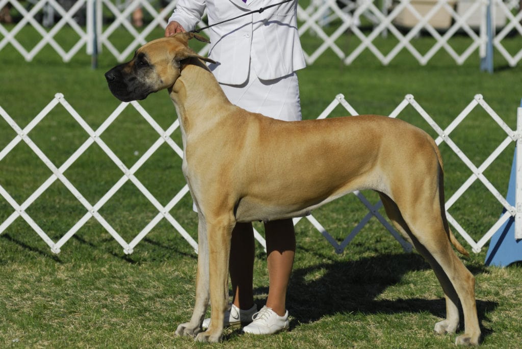 Great,Dane,Poses,With,His,Handler