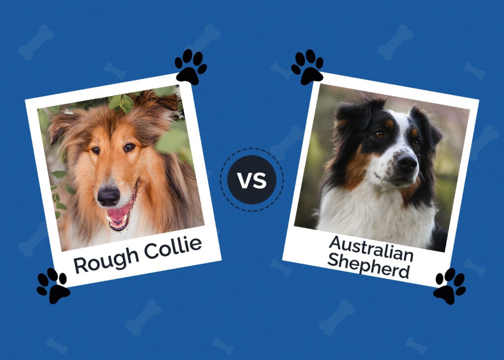 Rough Collie vs Australian Shepherd