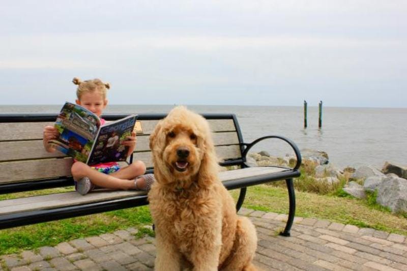 ST. SIMONS ISLAND- A PET-FRIENDLY GUIDE